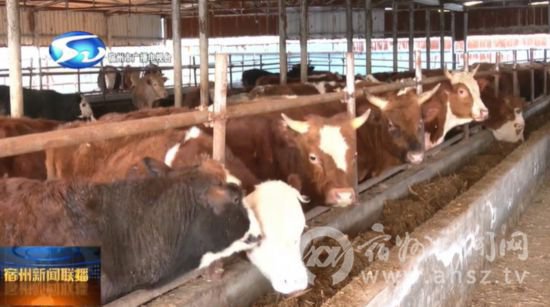 宿州：肉牛产业为乡村振兴添“牛劲”