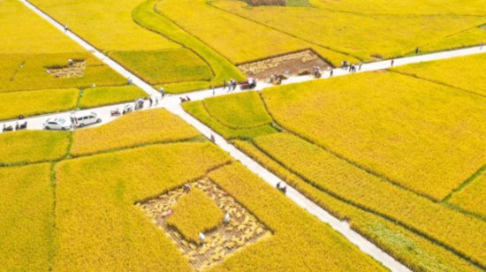 两项重大成果：贵阳贵安玉米水稻单产实现“双突破”-新华网