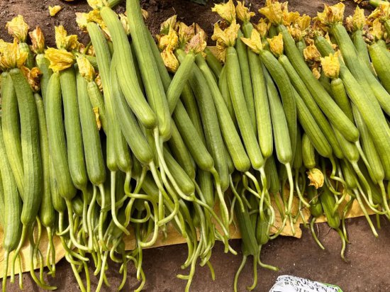 新疆和硕：大棚蔬菜喜获丰收 产业兴旺助农增收