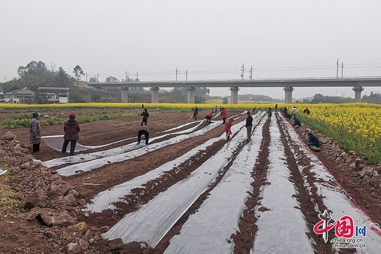 自贡市大安区春耕备耕工作全面展开 确保粮食生产良好开局