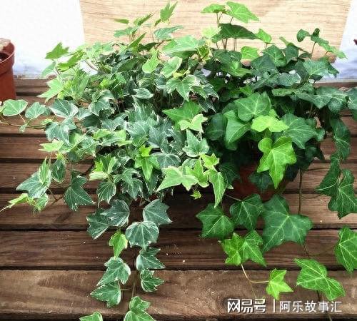 5种盆栽，就像“空气清新剂”，室内毒气吸光光，家居装点颜值高
