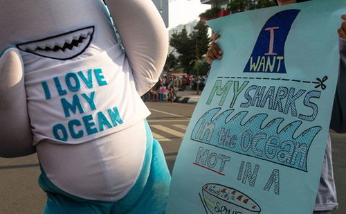 印尼学生扮<em>鲨鱼</em>街头抗议 反对捕杀<em>鲨鱼</em>