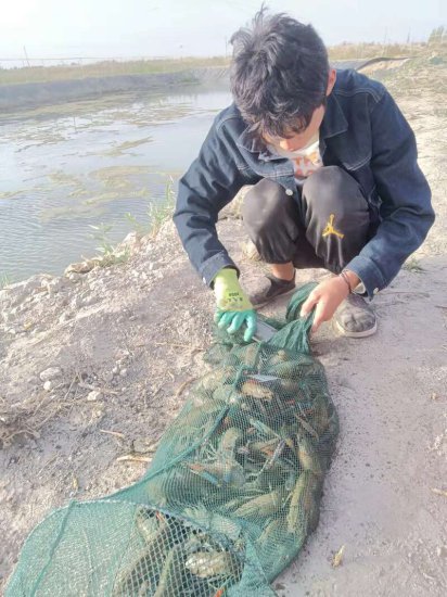 在新疆养殖澳洲淡水龙虾，背后有一所职业院校的努力