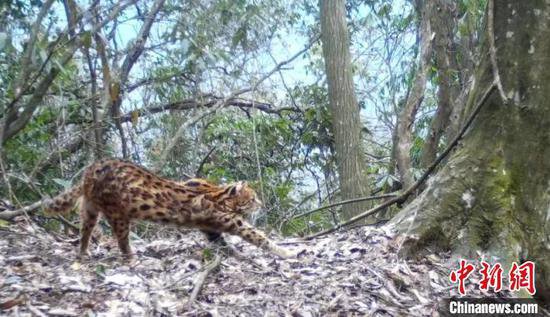 湖南张家界：红外相机捕捉到豹猫的生活习性