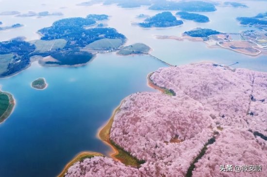不输武汉，美过日本！全球最大的樱花基地在贵州，还<em>免费</em>！