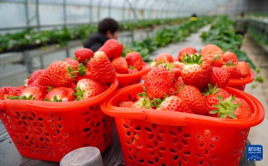 山东枣庄：<em>大棚草莓</em>种植助力农民增收
