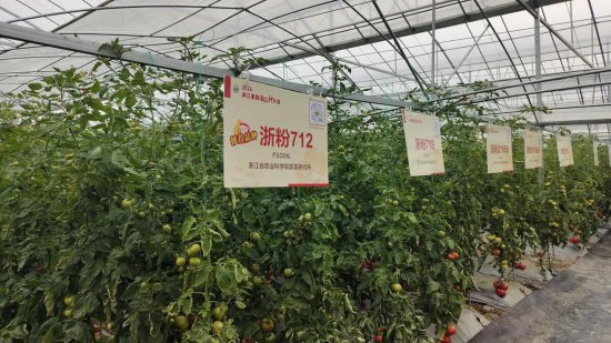 “2024年浙江十大优秀<em>番茄新品种</em>”发布 它们因何上榜？