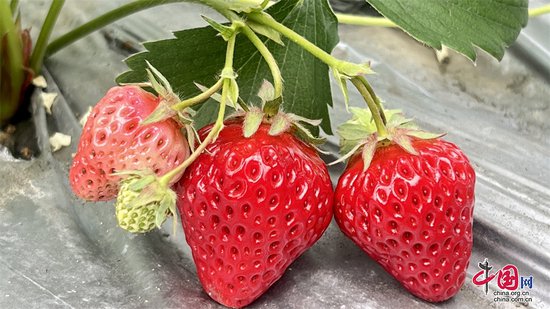 四川省金川县：“小草莓”映红了乡村经济“增收路”