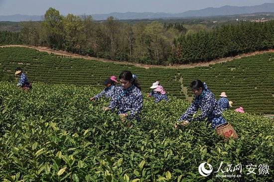 南陵采茶记：从低产林到高产园