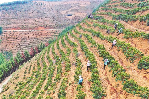 观赏树飘出“香”产业 ——看西林县如何发展咖啡产业培育新增长...