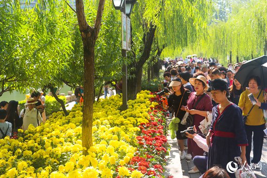 福州迎来近8年规模最大花展 千种菊花“争奇斗艳”