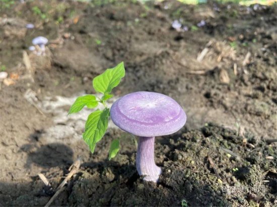 蘑菇，紫的，还带花……20元一斤｜今年新引进地产的“紫花脸”...