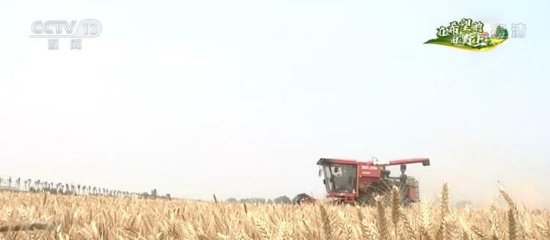 【在希望的田野上·三夏时节】示范基地<em>优质小麦</em>获丰收