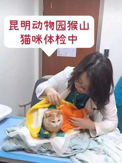 昆明小猫体检:爪子肉垫受伤，小猫到北京不敢动，院长说<em>猫</em>不是乖