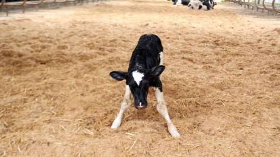 快讯丨浙产首例遗传改良“胚胎牛”在泰顺云岚牧场诞生