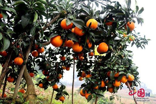 泸县牛滩镇：“橙”意满满 乡贤助力柑橘丰收
