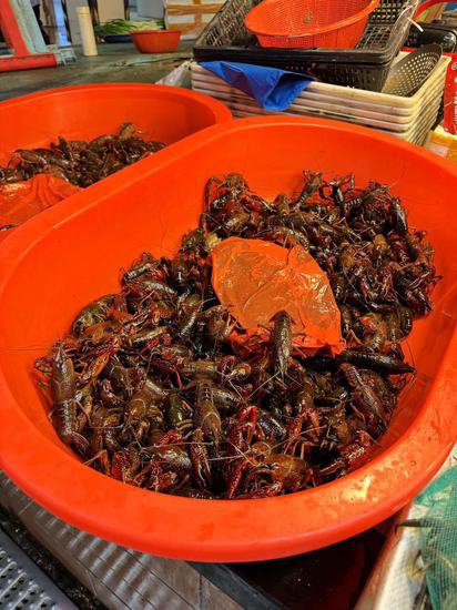 温州“夜宵顶流”<em>小龙虾</em>陆续上市！你尝鲜了吗？