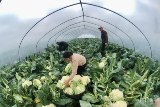 <em>疫情</em>之下，本地蔬菜供应<em>情况如何</em>？记者走访杭州蔬菜种植基地