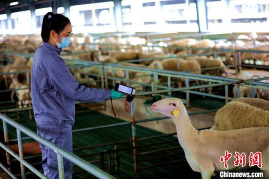 中国湖羊之乡的共富路：小产业激活农民增收大动能