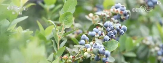 国内蓝莓产业发展迅速 核心指标名列前茅