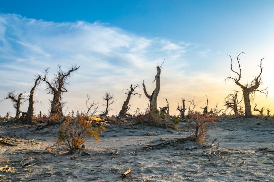 它是中国最大的沙漠，藏有神秘“魔鬼林”，堪称是生命<em>的禁区</em>