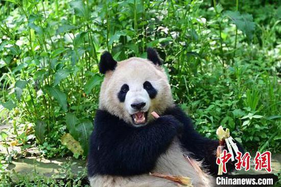 中国两只大熊猫将赴美国圣迭戈开启10年旅居生活