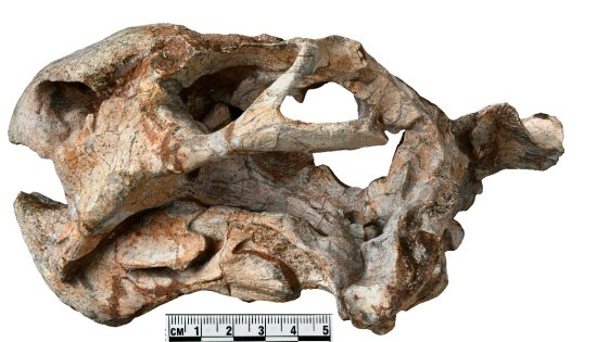大青山地区二叠纪晚期二齿兽类新成员—漠南吉木萨尔兽