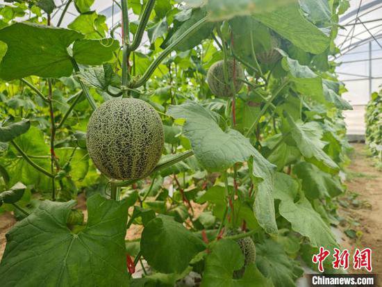 （乡村行·看振兴）海南乐东求雨村：蜜瓜“种”出甜生活