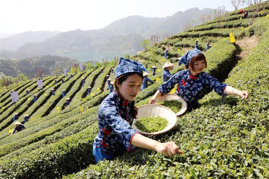 向绿而生 向新而兴——湖北竹山县茶叶产业高质量发展侧记