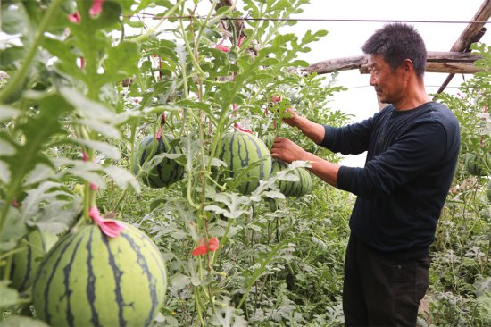 新疆和硕县西瓜长势旺 设施农业增收强