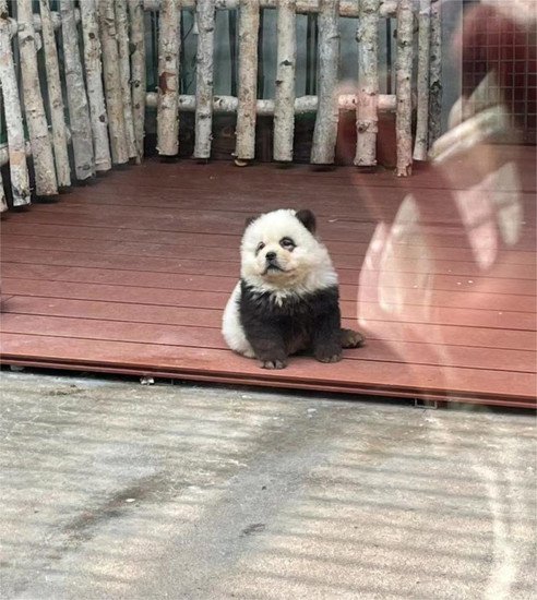 泰州动物园“熊猫犬”引争议 回应：特地引进，引进时已染色
