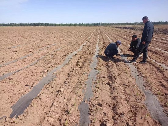 五原县抓住玉米生育关键期进行无底肥示范水肥一体化施肥