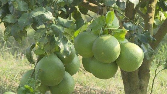 屯昌：“柚”到一年丰收季