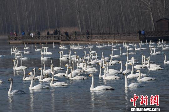 探访中国大天鹅之乡：春江水暖“鹅”先知