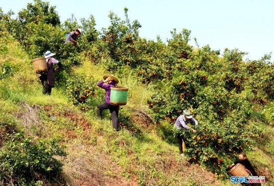 泸县：返乡带头种沃柑 带动周边200余农户增收