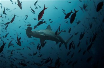 加拉帕戈斯群岛水域发现疑似锤头双髻鲨繁育地