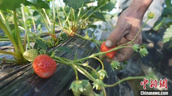 （乡村行·看振兴）江西共青城大棚草莓种出“甜蜜致富路”