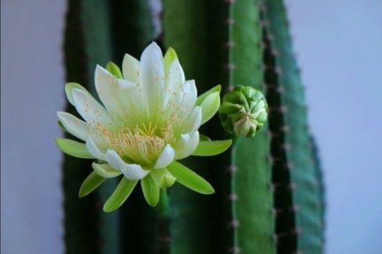1种植物名字太“霸气”，养在家中，长得高大，还能开花！