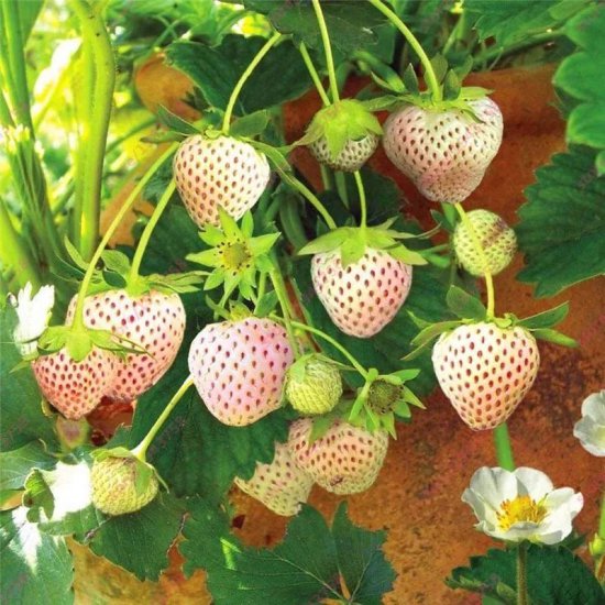 <em>草莓种植</em>新指南，秋季种<em>草莓</em>前了解这几点，种好它可真不难