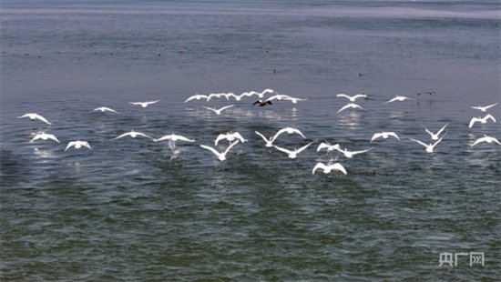 洛阳<em>孟津</em>：200多只小天鹅现身黄河湿地自然保护区