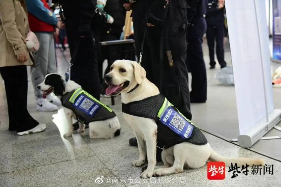奶萌！南京地铁警方引入三只新“公务汪”