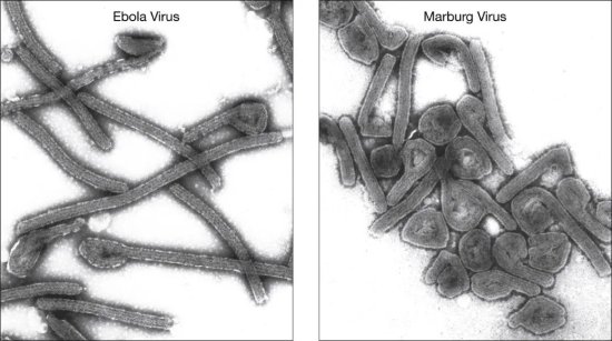 状似<em>埃博拉的出血热病毒</em>，是怎么感染一个人就被按住的？