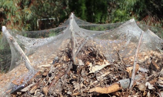 澳大利亚暴雨后洪水泛滥，蜘蛛大量迁移遍地蛛网犹如<em>末日</em>电影