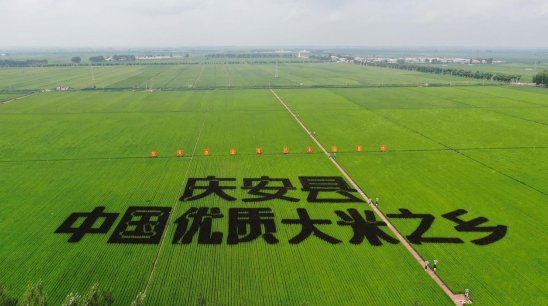 庆安县积极参加“五谷杂粮下江南·我在绥化有亩田”活动