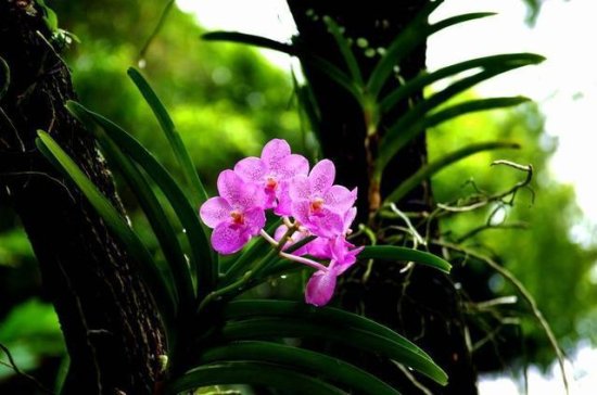 新加坡的国花，<em>寓意</em>凄美令人难忘，观赏性强很少人能养好