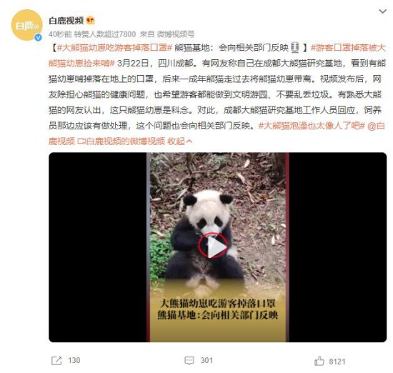 大熊猫幼崽吃<em>游客掉落</em>口罩 后来被成年熊猫带离