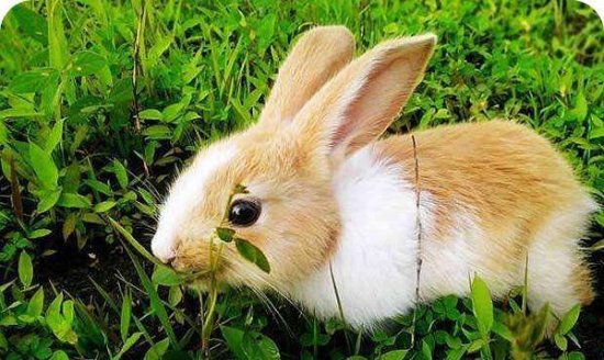 便便，居然是<em>兔子最</em>喜欢的食物之一？