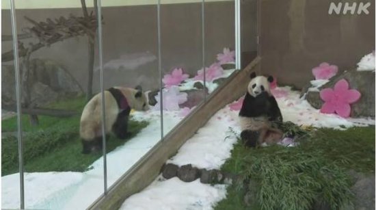 日本<em>双胞胎</em>大熊猫迎来7岁生日 园方送上礼物