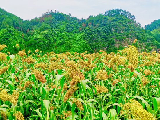 贵州镇远青溪镇：以高质量农业产业为乡村振兴蓄势赋能