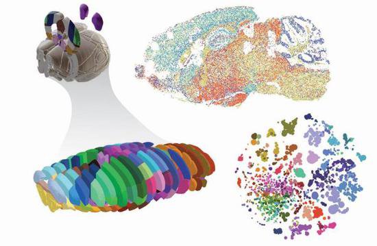 《自然》集中发表系列神经科学论文：小鼠完整大脑详细图谱完成